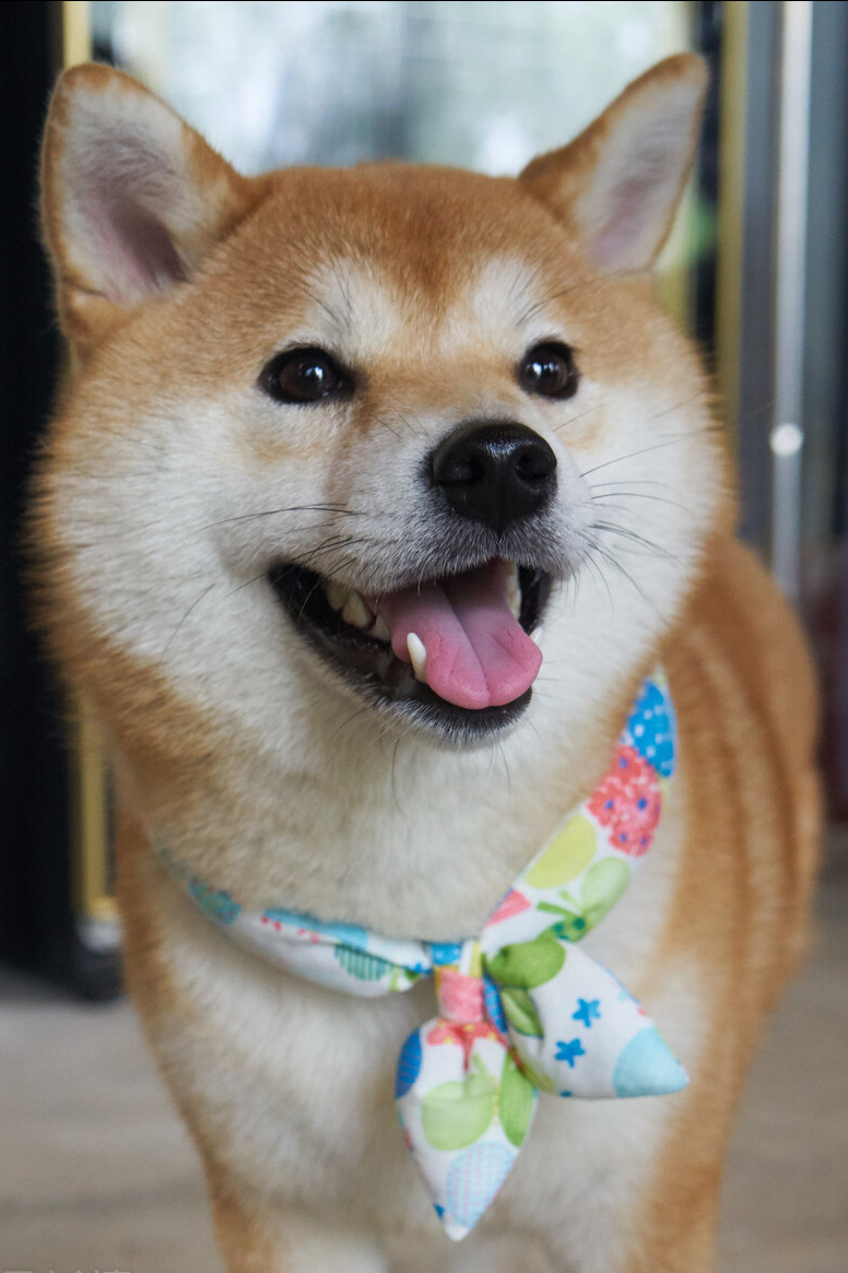 狗狗死后多久会转世为人啊（狗狗头七后会去投胎吗）