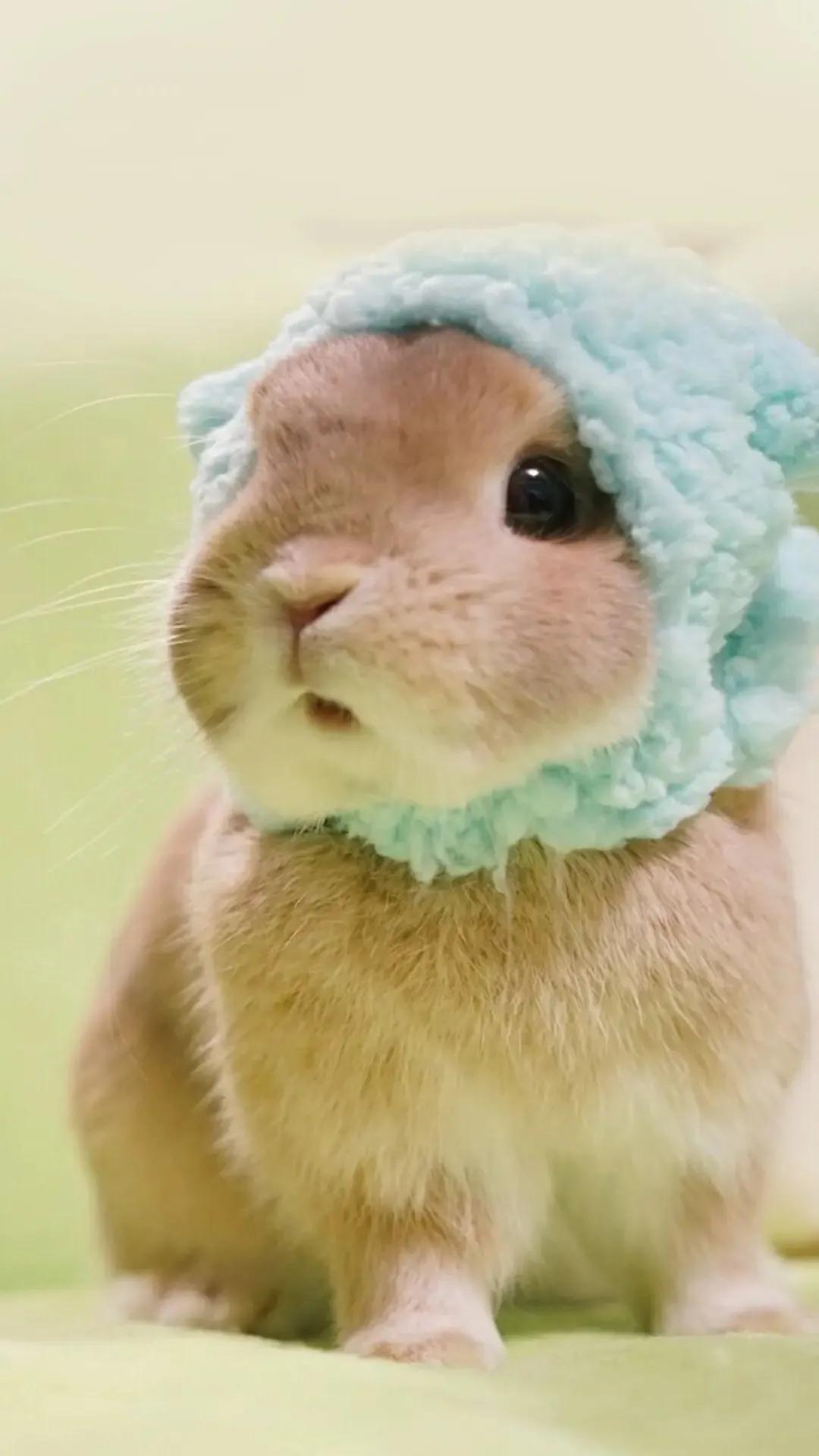 地摊上买的30元一只的兔子是肉兔吗（常见的漂亮兔子品种价格）