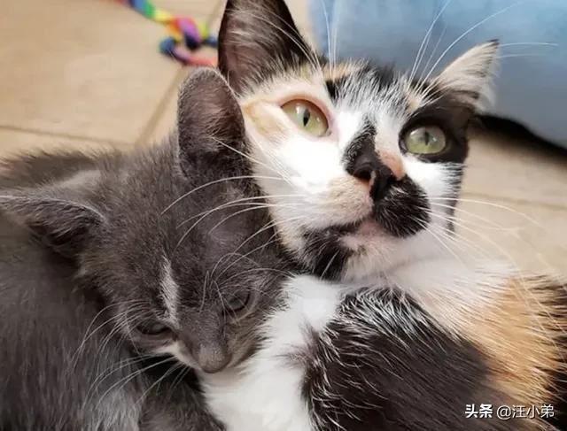 如何判断小猫仔要出来了（详解：母猫临产前可能出现的征兆）