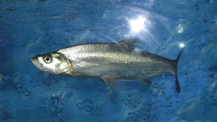 淡水鱼大全图片和名称常见（详解：河里常见的鱼有哪几种）