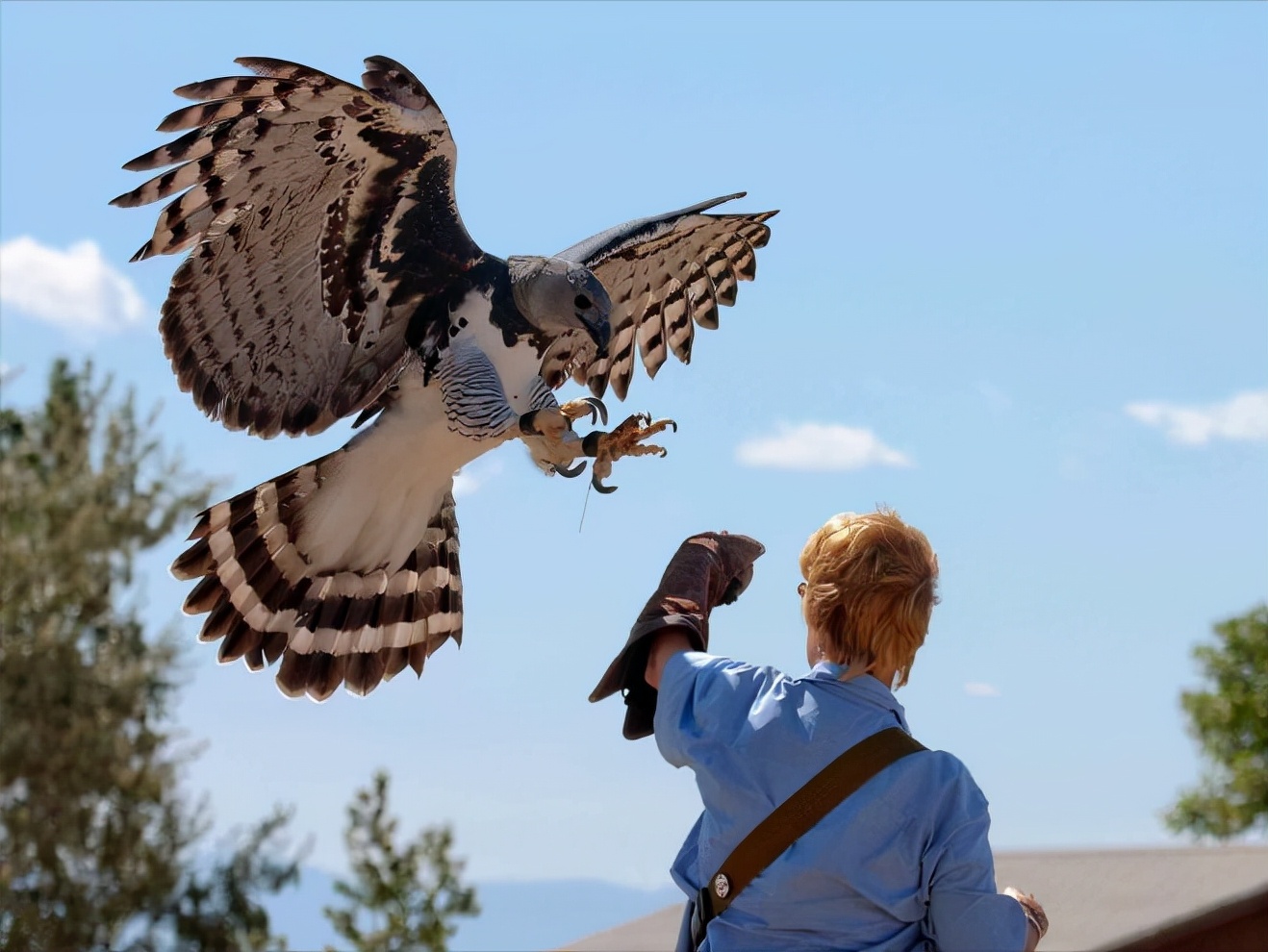 史上10种最恐怖的鸟（详解：世界上最危险可怕的鸟类）