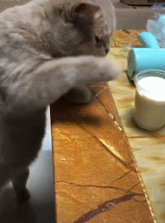 苏格兰高地猫折耳猫图片及品种（你知道苏格兰高地长毛猫多少钱吗）