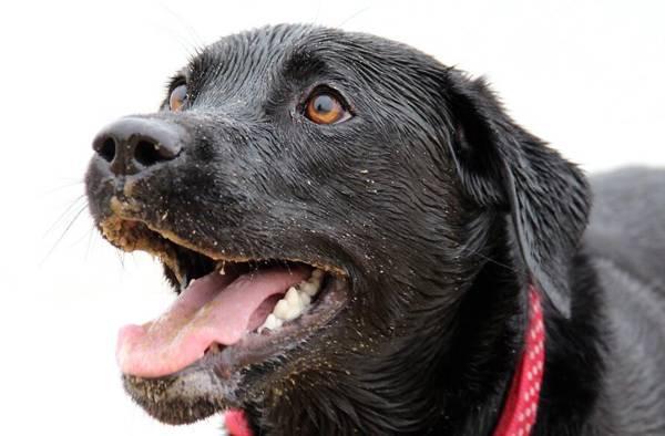 狗狗一直吠叫有什么原因吗