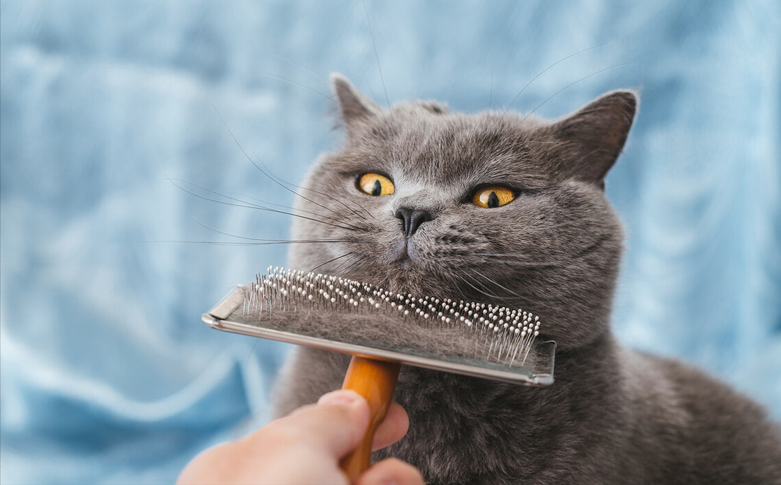 养短毛猫的详细步骤（欧洲短毛猫如何饲养）