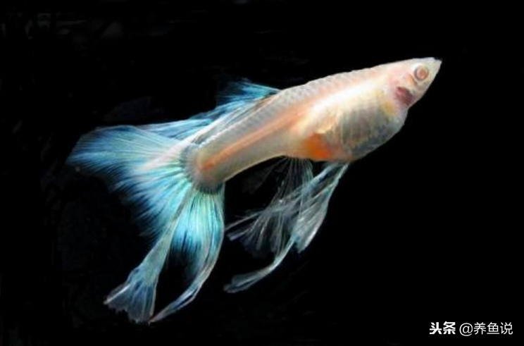 孔雀鱼有何魔力能集万千宠爱于一身呢