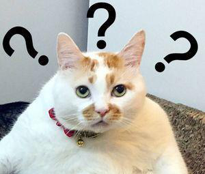 公猫7个月绝育会发生什么（谈谈猫早绝育的弊端及生理需求）