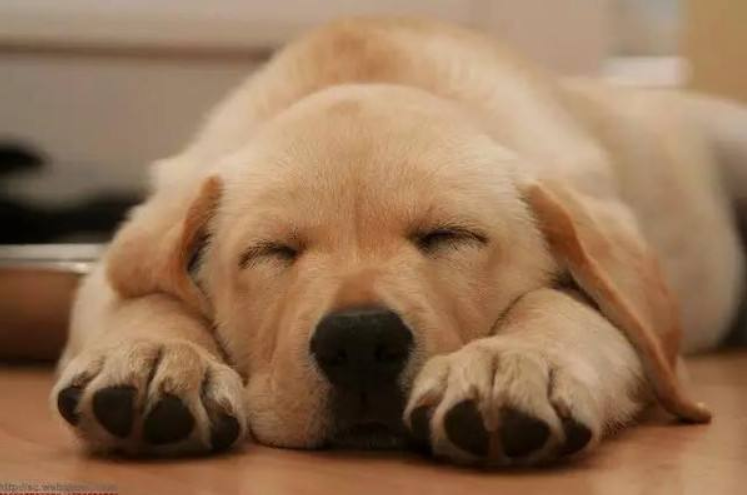 猫和狗哪个智商高一点（猫和狗哪个更通人性）