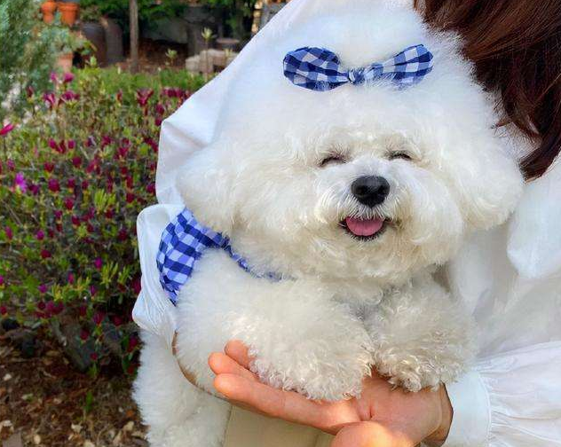 比熊多大就不闹腾了呢（比熊剃毛后一个月图片有吗）