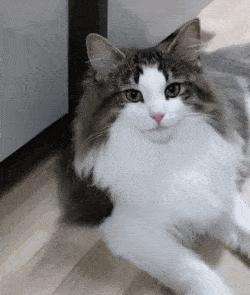 这7种猫简直是“掉毛王者”，都能织件毛衣了