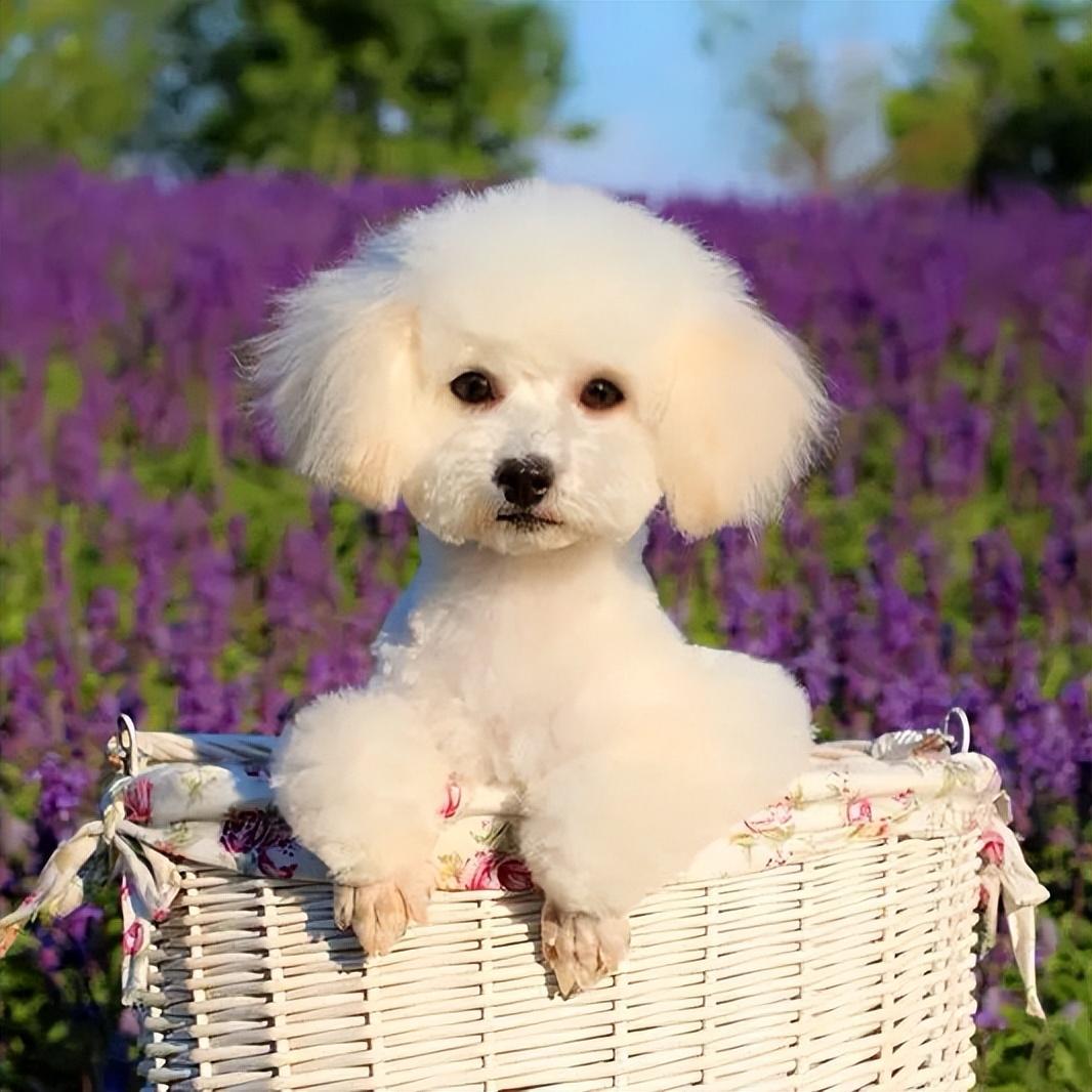 什么狗最护主但不禁养（中国允许养的护卫犬详细介绍）