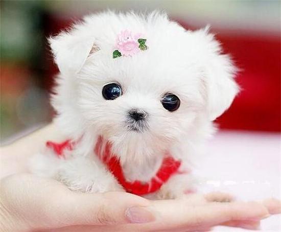 茶杯狗50元一只有吗（博美茶杯犬价格多少钱一只）