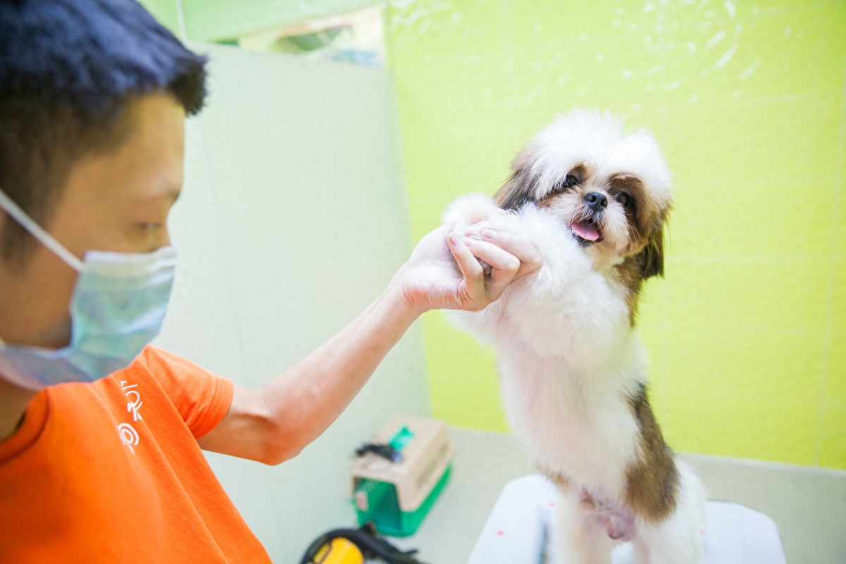 狗狗打嗝是怎么回事（注意：成年狗经常打嗝可能是身体出毛病了）