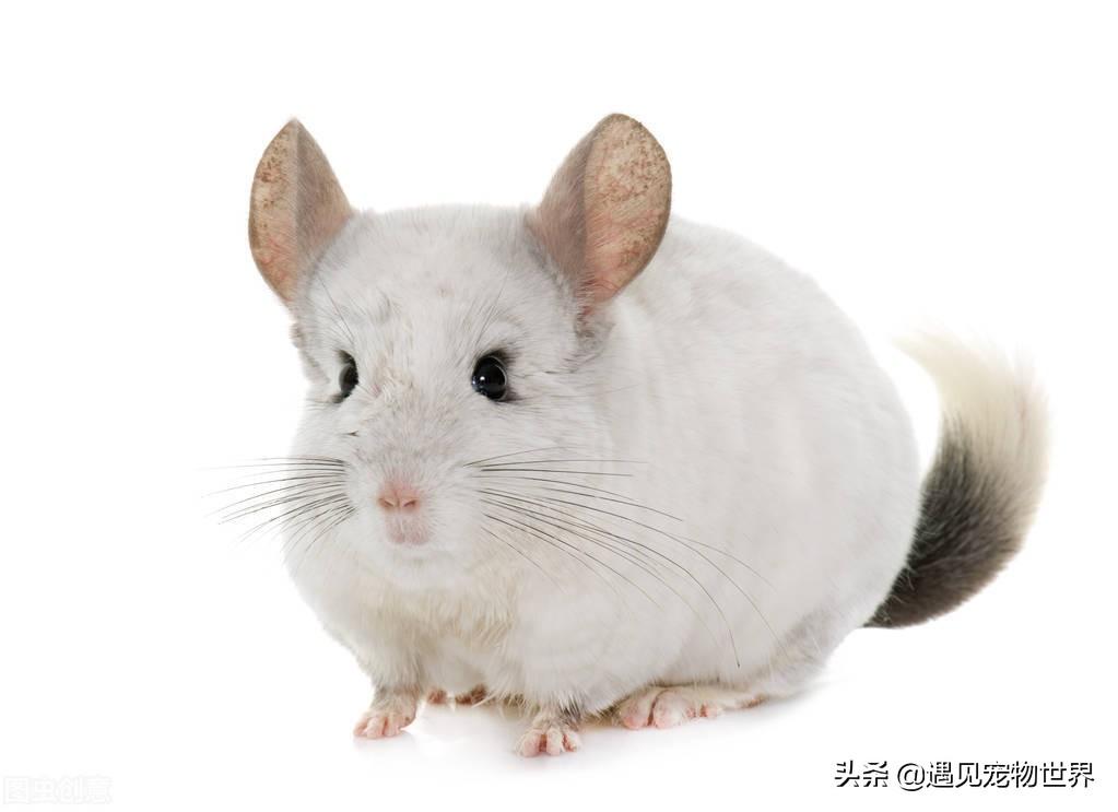 宠物龙猫多少钱一只（ 宠物龙猫价格一览表2023）