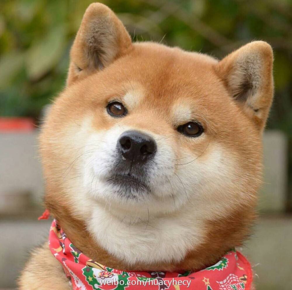 什么狗最护主但不禁养（中国允许养的护卫犬详细介绍）