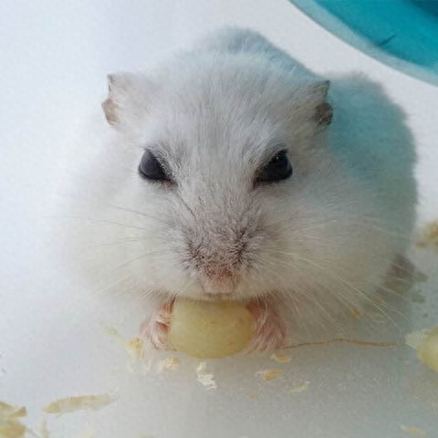 仓鼠第一窝小鼠存活率如何（附：安心搭窝回收宝宝几率会明显下降）