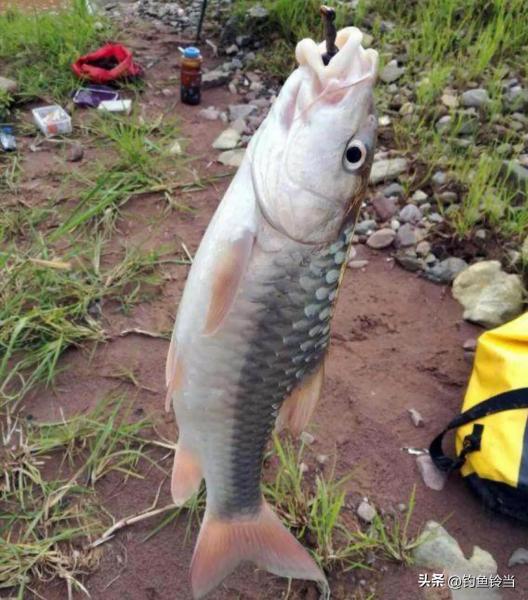 大黄鱼为何不引进我国（附：深海大黄鱼多少钱一斤）