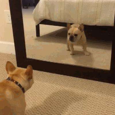 法国斗牛犬又贵又难养，为何喜欢的人那么多？