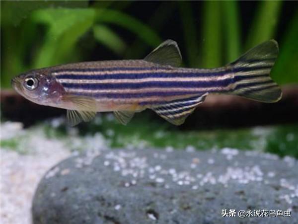 推荐好养的热带鱼排名（热带鱼的种类有哪些）