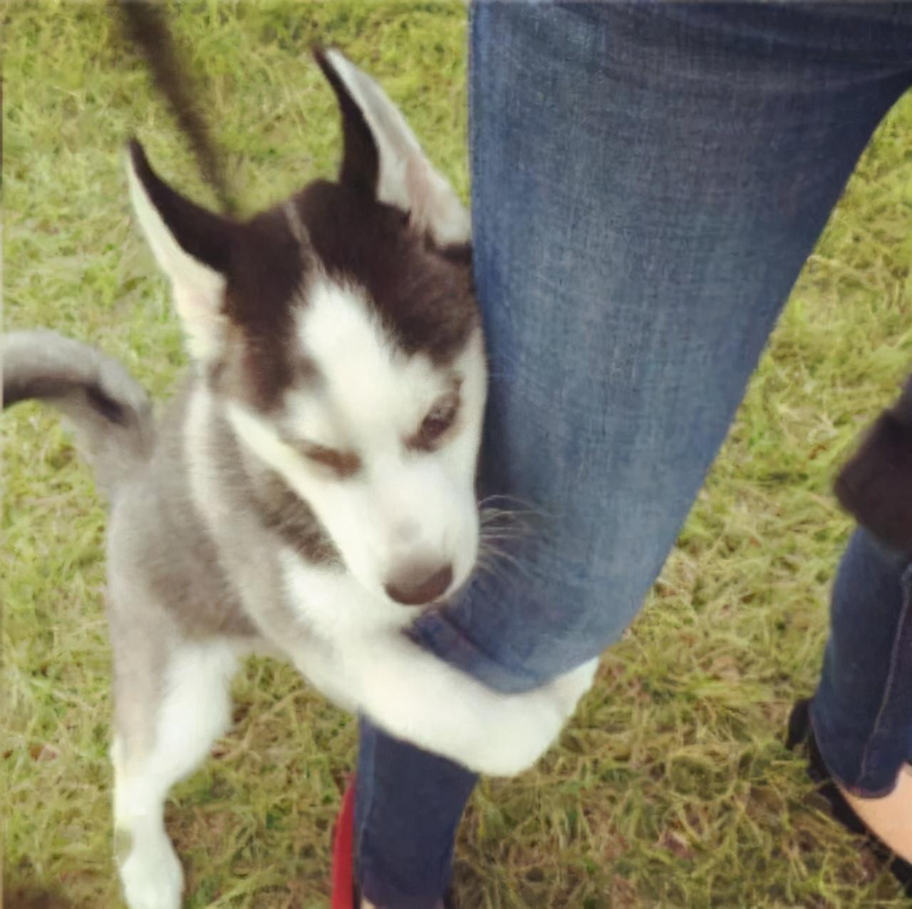 哈士奇对主人有感情吗（哈士奇怎么训练听话的方法大全）