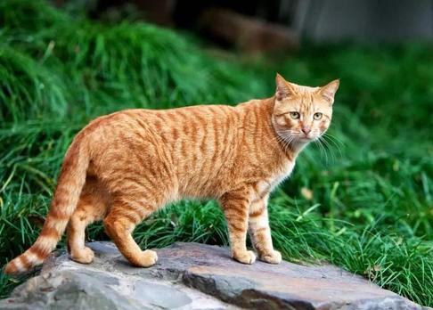 纯白色暹罗猫多少钱一只（详解：暹罗猫的价格一般多少钱）