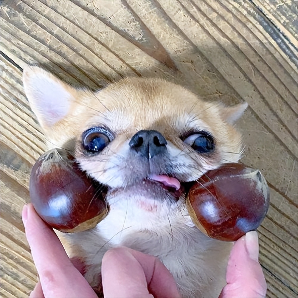 吉娃娃狗多少钱一只