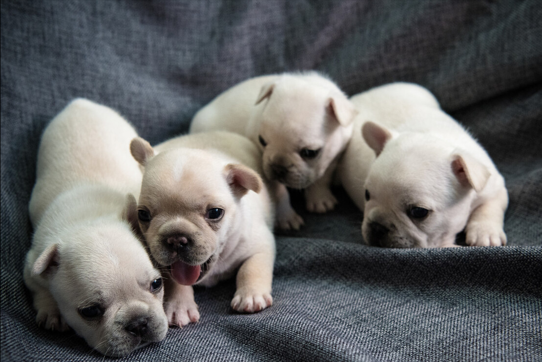 有关养法牛的注意事项（法牛犬好养吗）