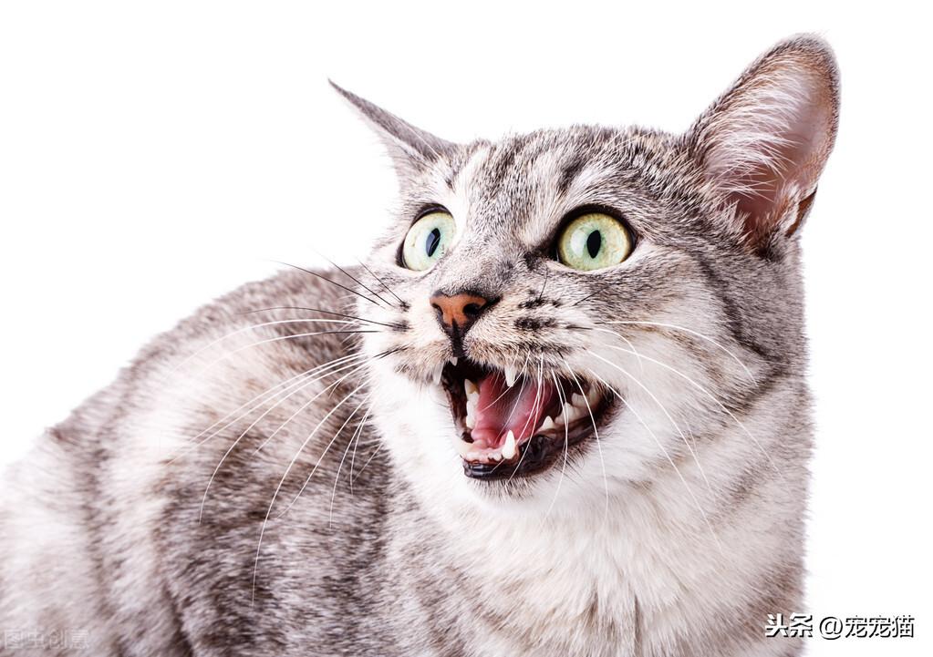 为什么不能和猫对视7秒以上呢（和猫科动物对视后会有什么后果）