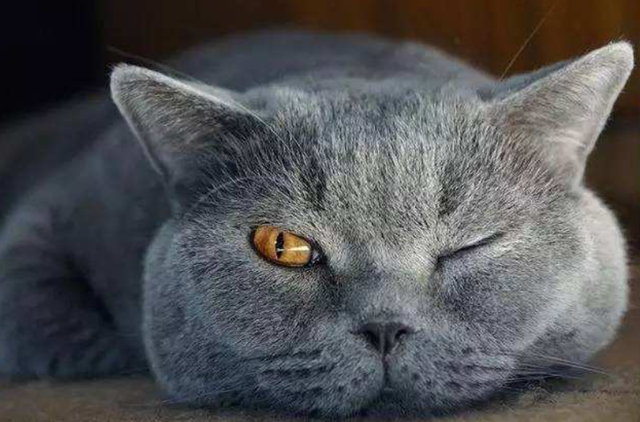 蓝猫和银渐层配出来是什么品种(蓝猫和银渐层配出什么猫)