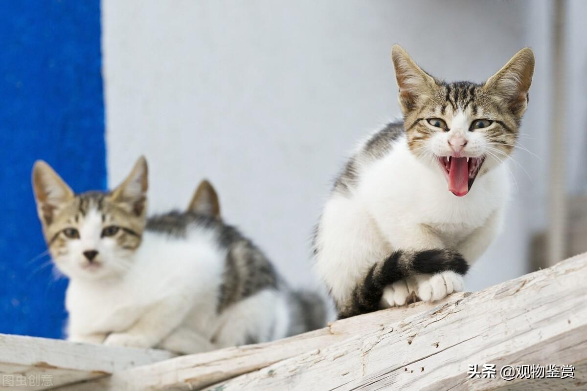 两个月小猫喉咙发出嗡嗡嗡像马达的声音