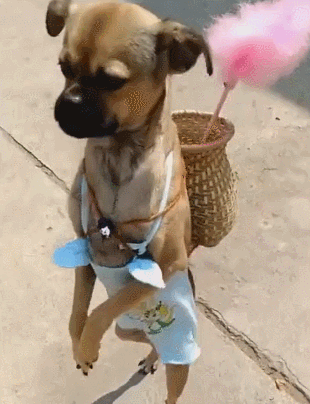 腊肠犬价格一览表（长毛腊肠犬多少钱）