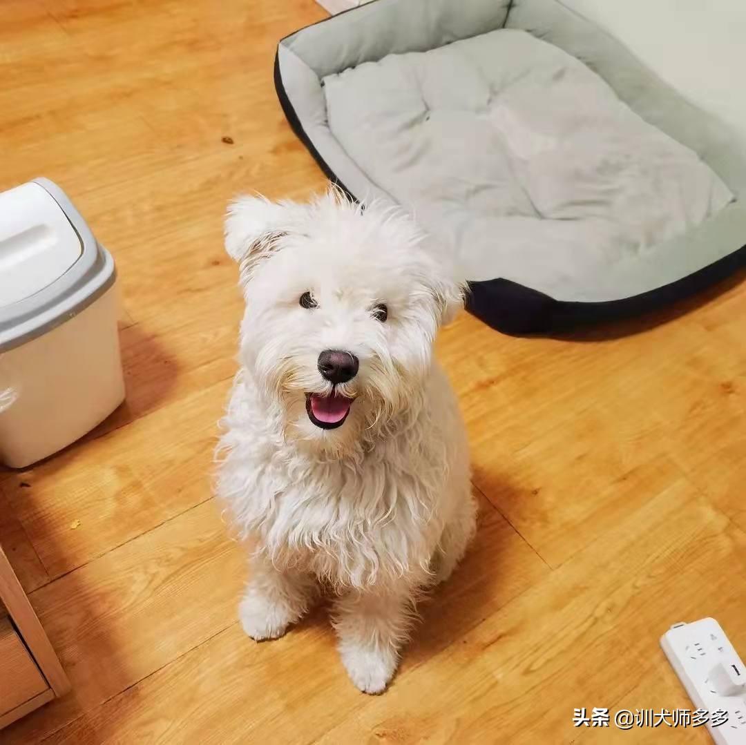 一个月的小狗怎么训练户外大小便(7天教你训练会定点大小便的小狗)