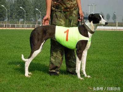 格力犬怎样训练呢（详解：格力犬的训练技巧）