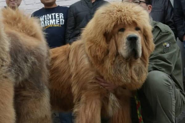 藏獒幼犬要怎么养呢