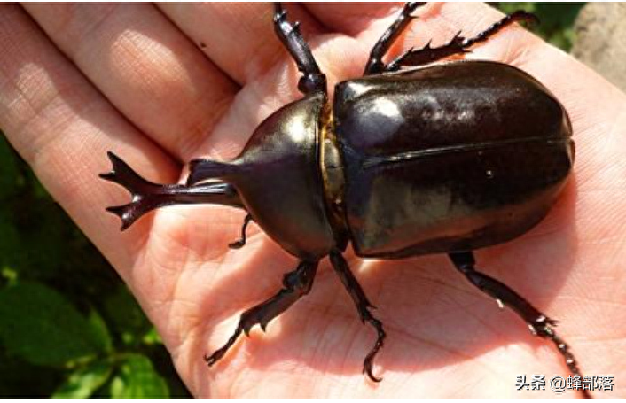 独角仙多少钱一只（注意：独角仙是保护动物哦）