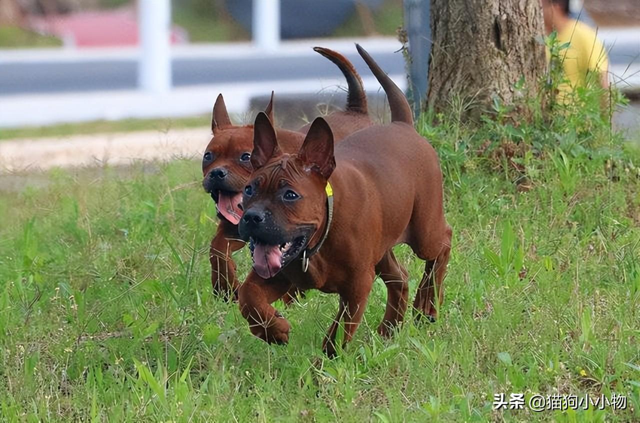 川东猎犬优点和缺点及图片（你知道川东猎犬纯种的标准吗）