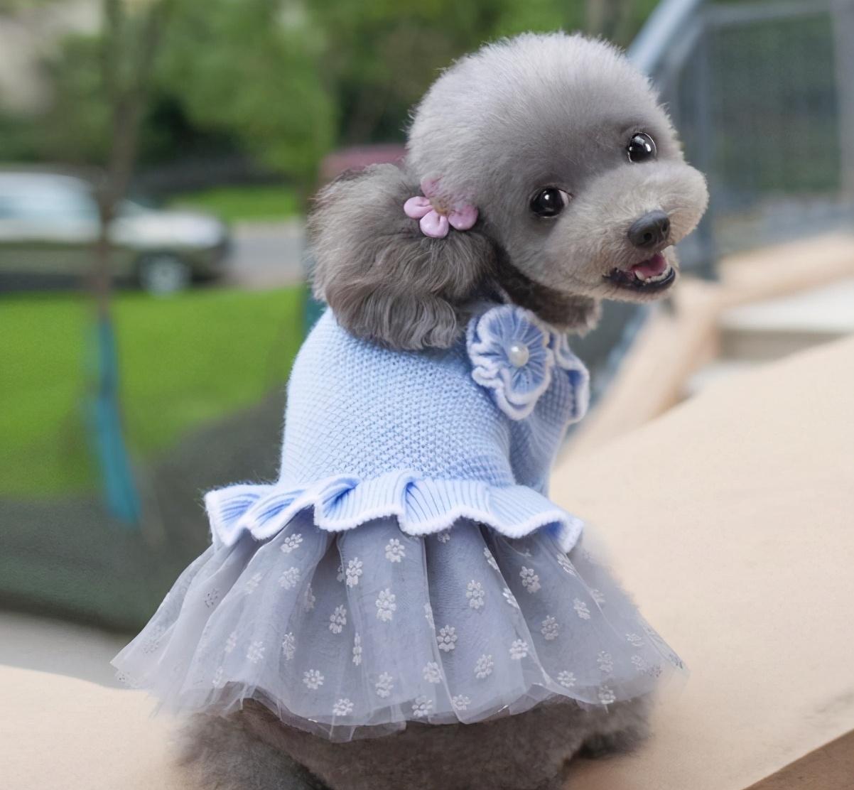 灰泰迪返灰期间禁忌不能吃什么（灰泰迪吃什么帮助返灰）