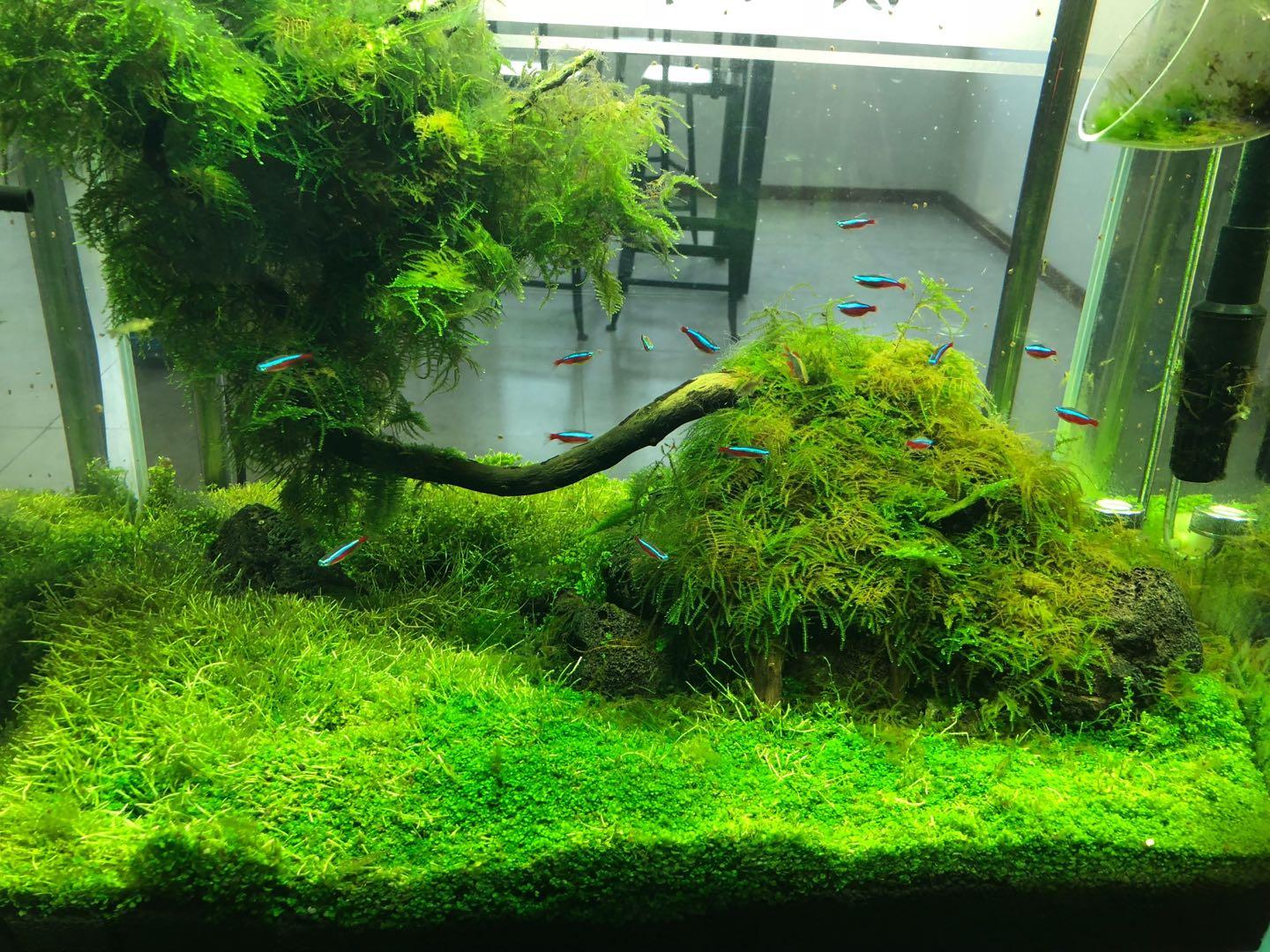 盘点9种适合新手养的鱼（家里适合养什么鱼）