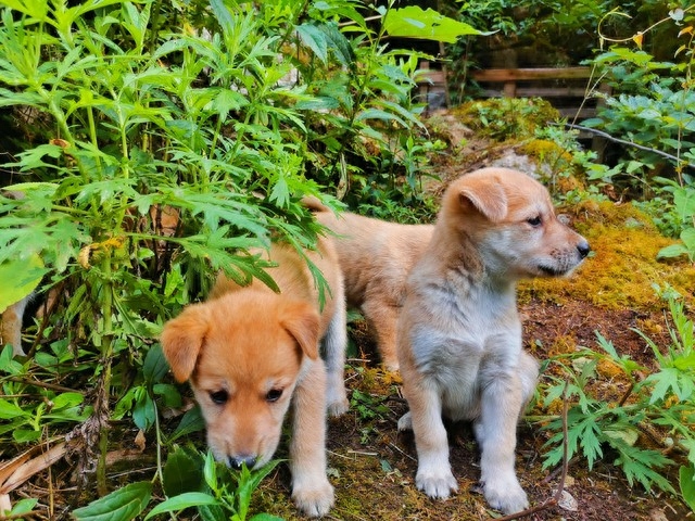 养狗的利润与成本如何算（附：养殖1000只土狗的利润分析）