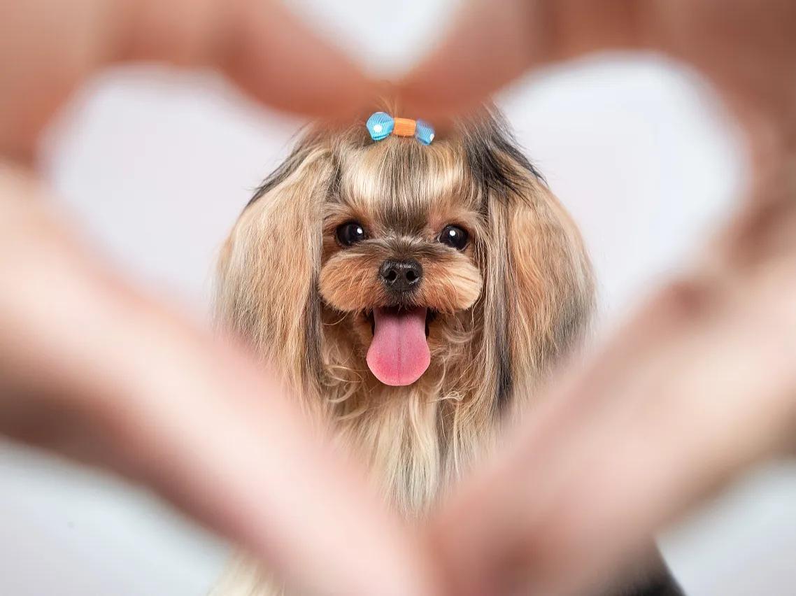 纯种约克夏怎么看呢（附：约克夏挑选技巧）