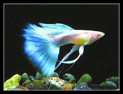 玛丽鱼为什么不建议养（注意：玛丽鱼是这三种鱼里适应性最差的）