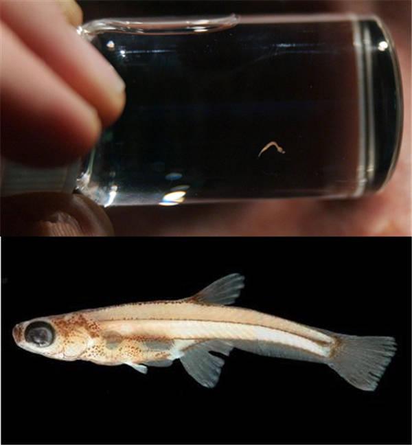 世界上最小的鱼叫什么（最漂亮的小鱼苗图片）