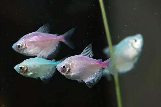 草缸十大首选鱼，总有一类适合你