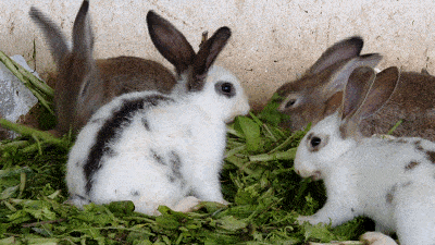 宠物母兔子怀孕多久后能再次生产（兔子怀孕后期要多久生产？要注意什么？）