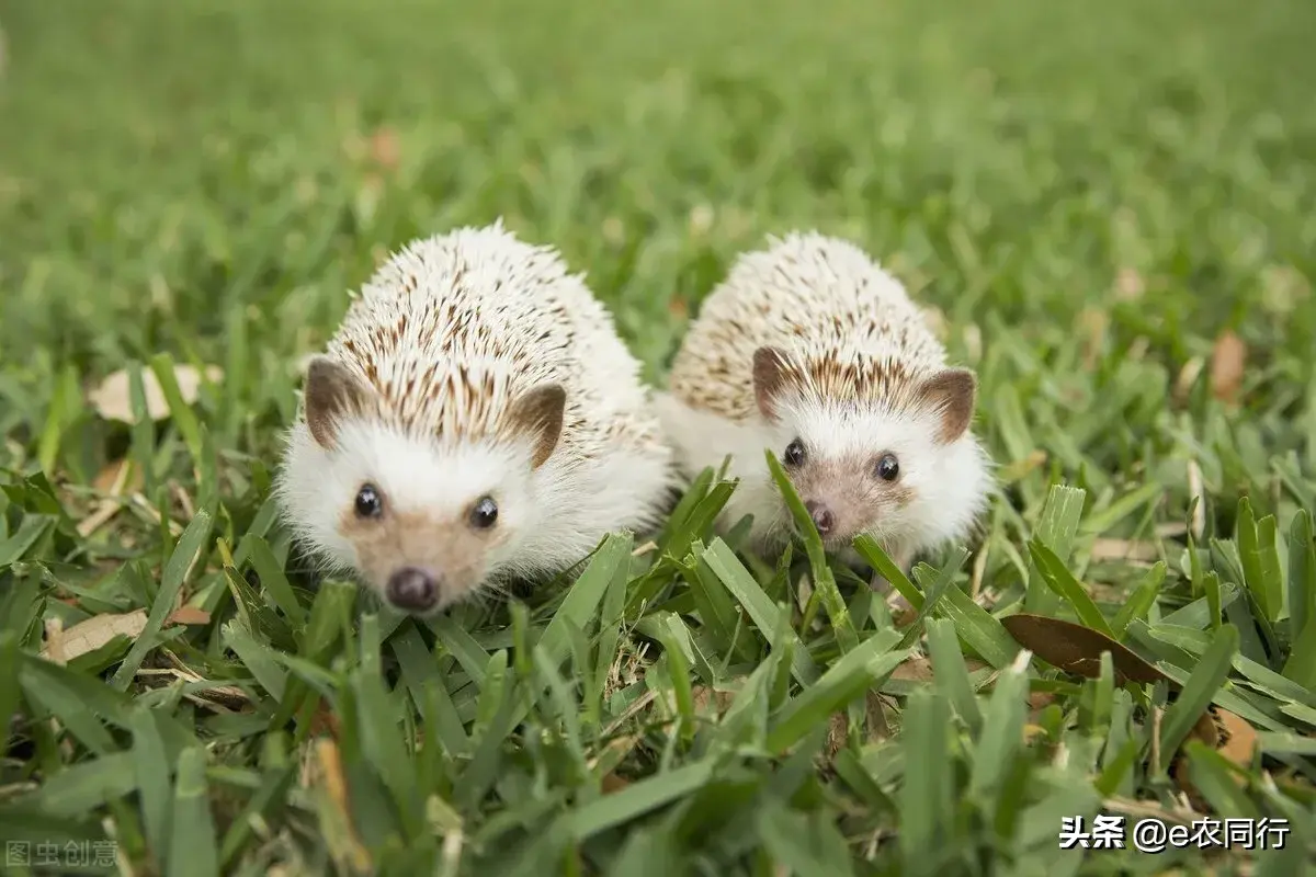 杀一只刺猬判刑多久(中国对刺猬的判刑规定)