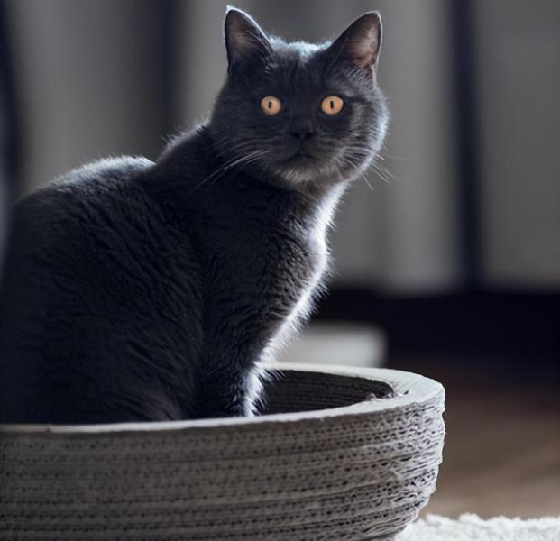 猫咪品种大全及图片和名字价格（详解：英短蓝猫为什么不建议养）