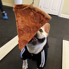 有关养法牛的注意事项（法牛犬好养吗）