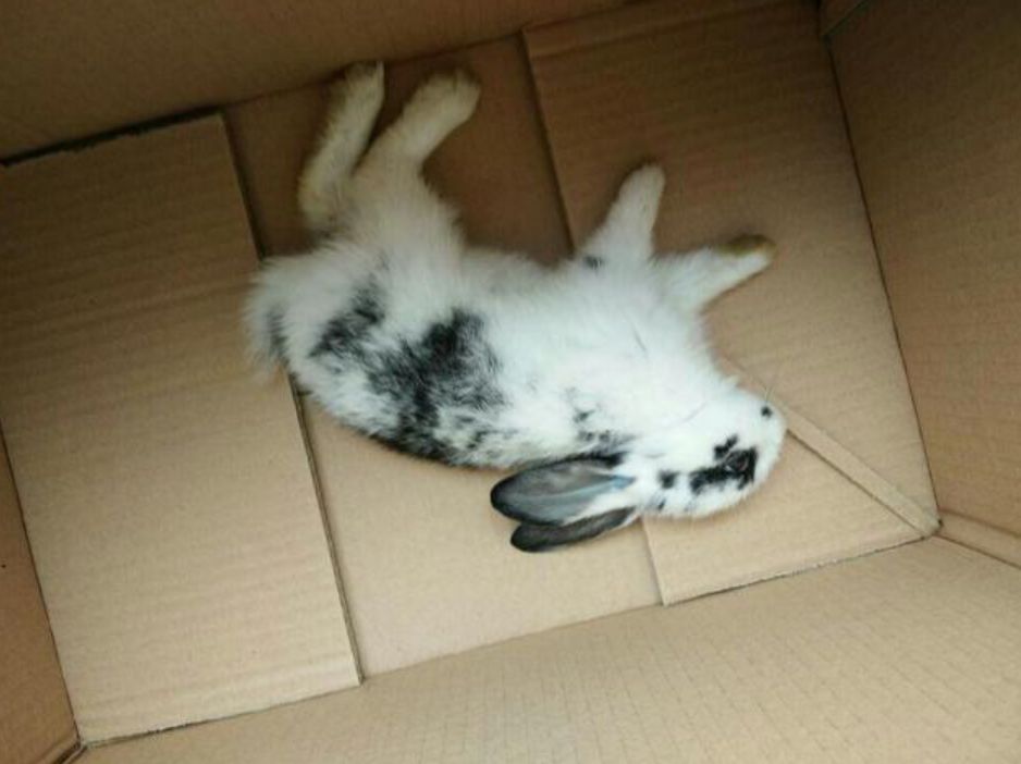 宠物母兔子怀孕多久后能再次生产（兔子怀孕后期要多久生产？要注意什么？）