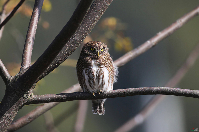 盘点晚上几种恐怖的鸟叫声（了解农村最恐怖的鸟叫声）