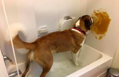 狗狗早上没吃饭吐黄水 狗狗呕吐物的颜色不同