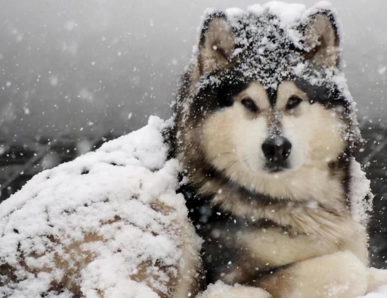 拉斯维加斯犬多少钱（阿拉斯加大型犬图片）